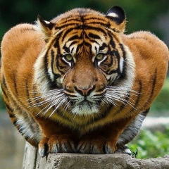 Данияр Сатаев, 04.06, Шымкент