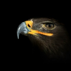 Amadi Caucasus, 09.12