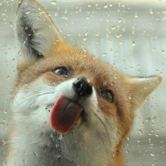 Нина Туркиян, 12.08, Киев