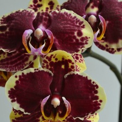 Нина Соколик, 02.11.1954