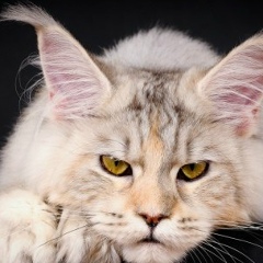 Елена Шифрина, 28.02.1983, Минск