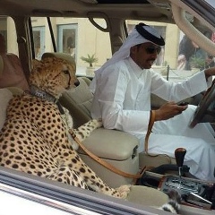 Ars Sadulaev, 02.11.1985, Хасавюрт