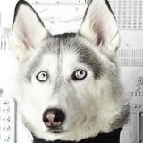 Серый Волк, 14.07, Санкт-Петербург