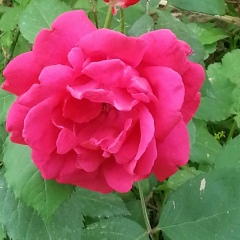 Akmal Eshkobilov, 23.08, Термез