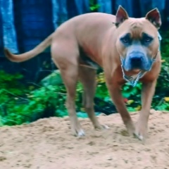 Евгений Рыбалко