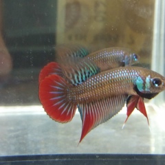 Kanokkorn Kittinanthapong, 11.10