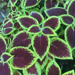 Саодат Болтаева, 07.11.1969