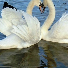 Анеля Каштапиева, 08.12.1986, Павлодар