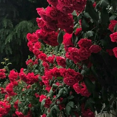 Amira Semenova, 20.03, New York City