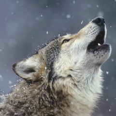 Ибрагим Мамушов, 08.08.1999, Грозный