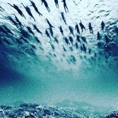 Abv Gde, Актобе