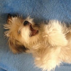 Nataly Mil, 15.11, Dubai