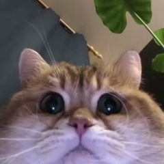 Константин Романов, 10.05