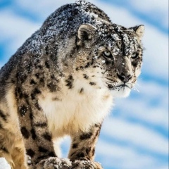 Askar Ayazbekov, 26.01.1991, Алматы