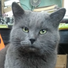 Богдан Бордюгов