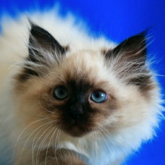 Олеся Мельникова, 06.06, Ижевск