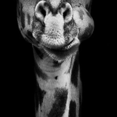 Irina Alizhanova, Иваново