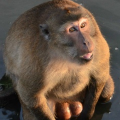 Максим Горький