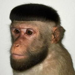 Полик Ник-Lol, Санкт-Петербург