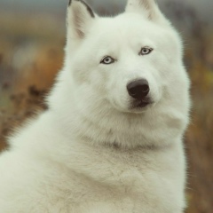 Арби Джунаев