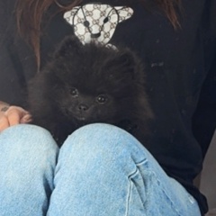 Максим Кулызин, 26.02, Москва