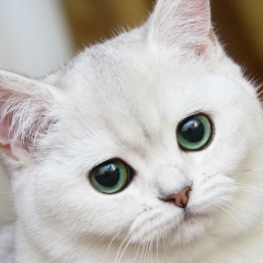 Николай , 17.03.1988, Москва