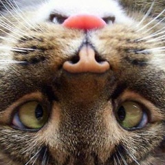 Валерия Чернова, 17.07, Гомель