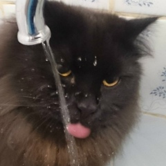 Дмитрий Львов, 03.12, Санкт-Петербург