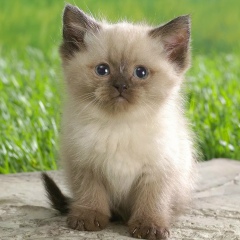 Миша Ня, Москва