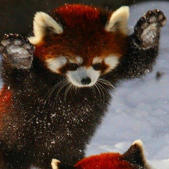 Олег Искорнев, 29.05, Gotham