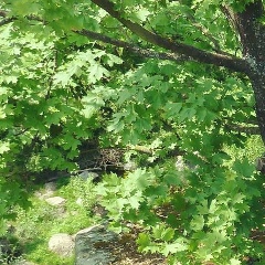 Надежда Григорьева