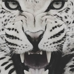 Ana Kasumovic, 26.10.1983, Podgorica