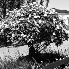 Валерий Арефьев, 05.11.1971, Санкт-Петербург