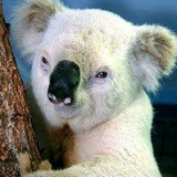 Леонид Обёртышев, 12.05.1985, Санкт-Петербург