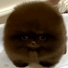 Яйца-Крепче Стали, 12.08