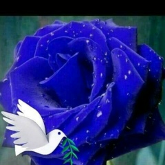 ဝတ္ မွံဳ, 05.07.1995