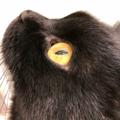 Наталья Лушпенко, 31.10.1984, Москва