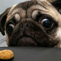 Елизавета Коробка, 11.04.1980, Мариуполь