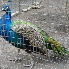 Nicu Novac, 06.04.1987, Унгены