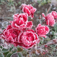 Виктория Наговицына, 09.05.1977, Санкт-Петербург