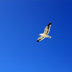 Максим Шерле, 25.01.1979, Нижний Новгород