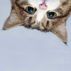 Анна Фоменко, 12.09.1980, Брянск