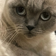 Ася Счастье, 17.09, Санкт-Петербург