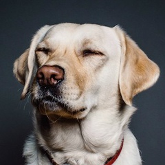 Иван Григорьев, Брест