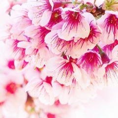 Марічка Балич, 07.01, Львов