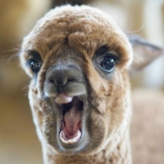 Просто Альпака, Москва