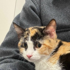 Человек Кит