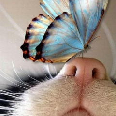 Александр Федосеев, 26.11.1981, Москва