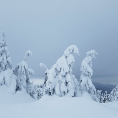 Анюта Зубенко