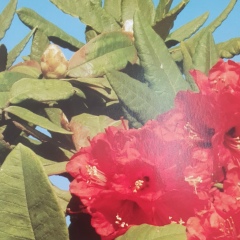 Hornbill Bill, 19.02.1973, Naypyidaw